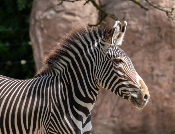 Gender-Specific Zebra Names