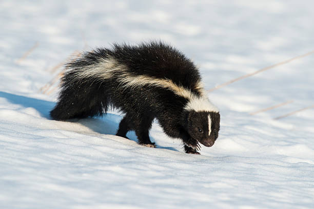 Female Skunk Names