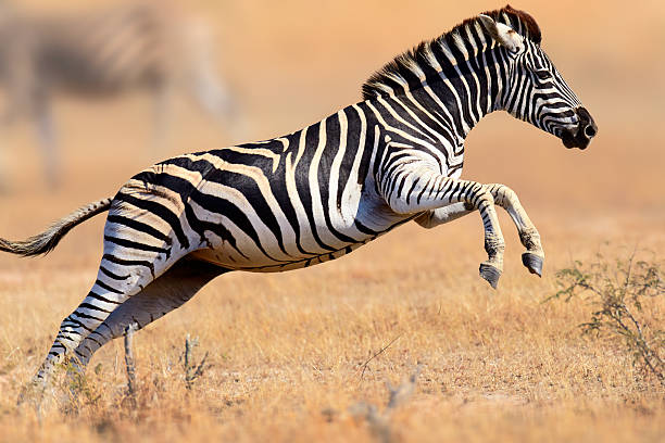 Themed Zebra Names