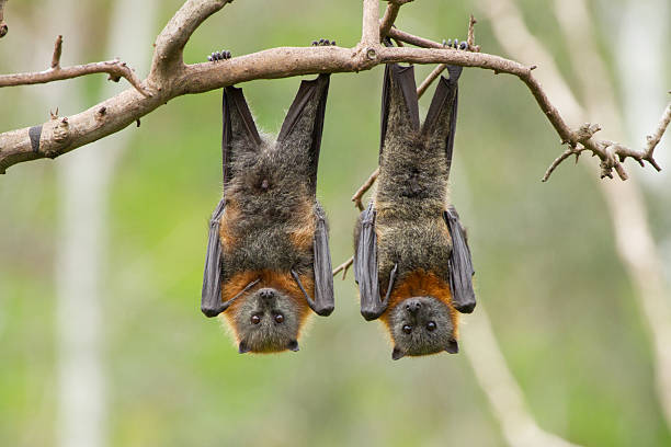 Fun Facts About Bats