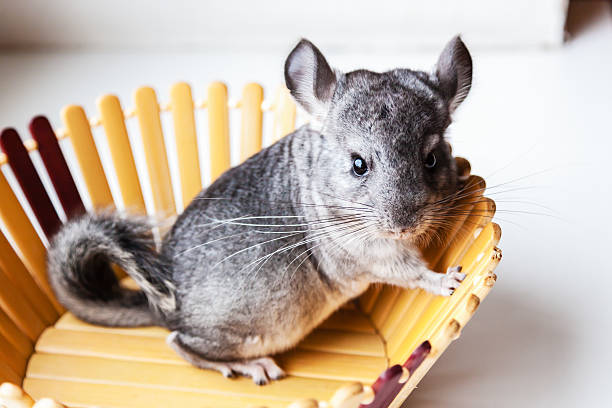 Unique and Rare Chinchilla Names