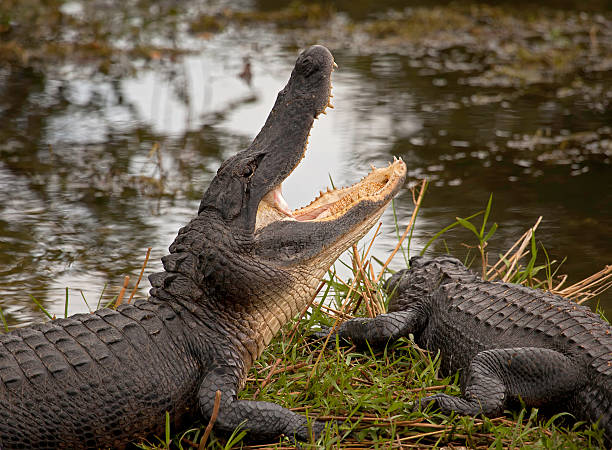 Categories of Alligator Names