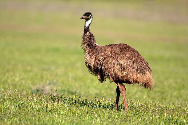 Emu Names Based on Appearance