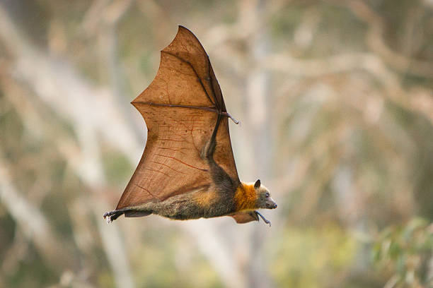 Bat Female Names