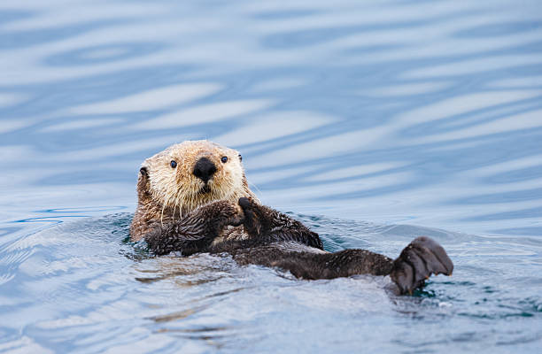 Nature-Inspired Otter Names