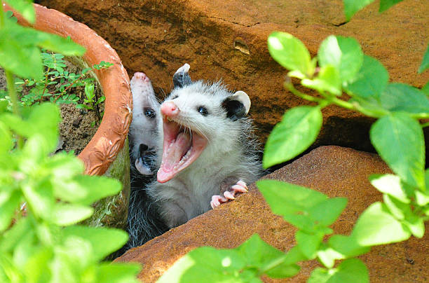 Top Opossum Names with Meanings