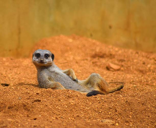 Creative Meerkat Name Ideas