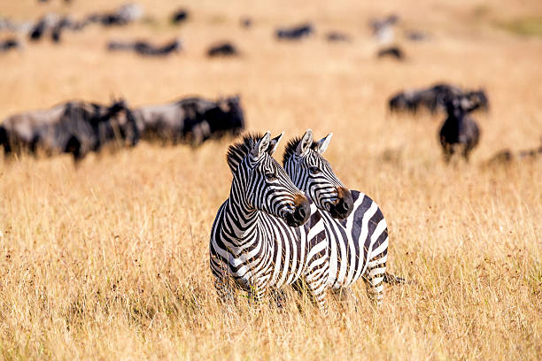 Unique Zebra Names with Meanings