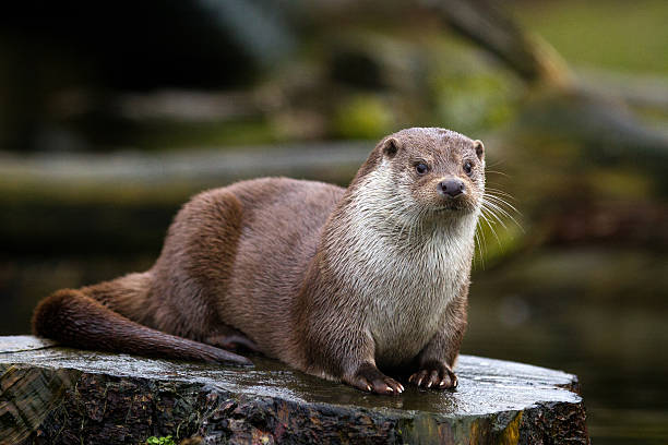 Sea Otter Names