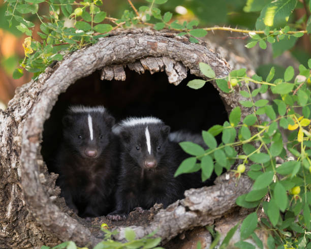 Cute Skunk Names