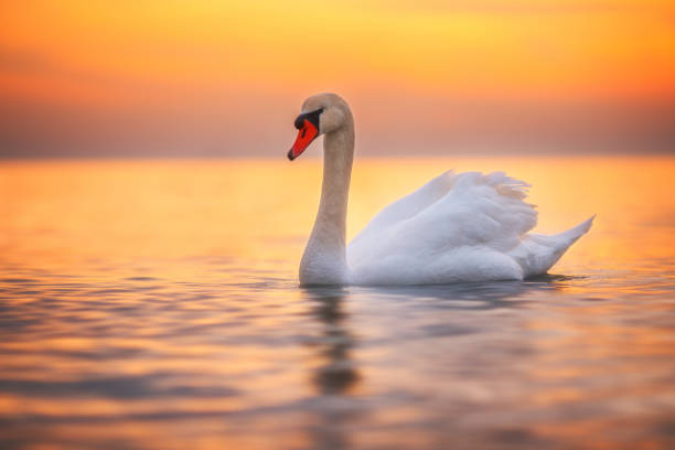 Famous Swan Names from Literature and Mythology