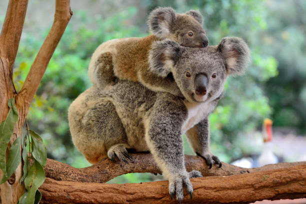 Classic Male Koala Names