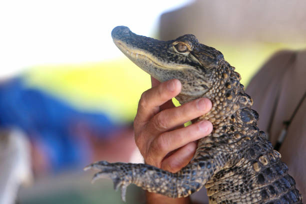 Unisex Alligator Names