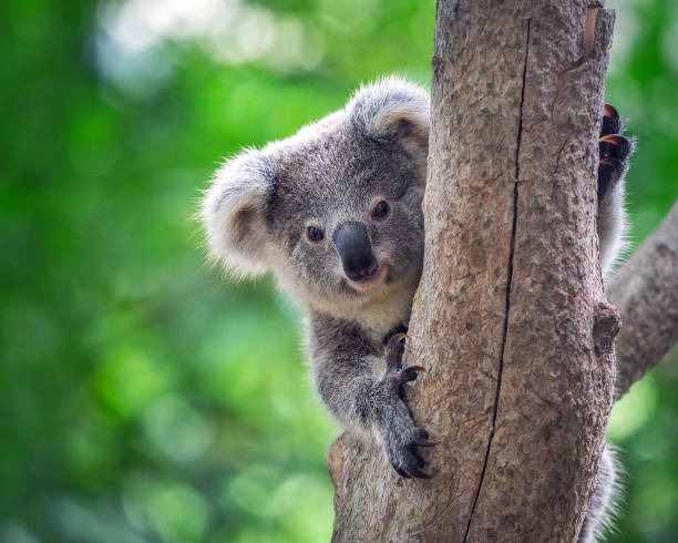 Famous Koala Names