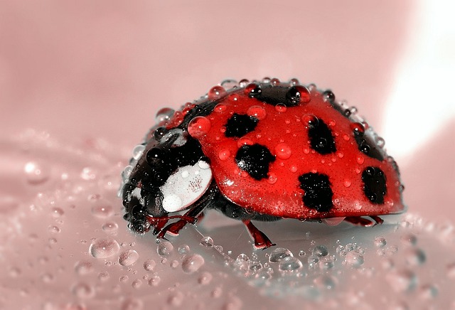 Male Ladybug Names