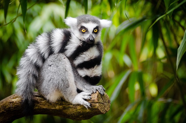 Cute Lemur Names