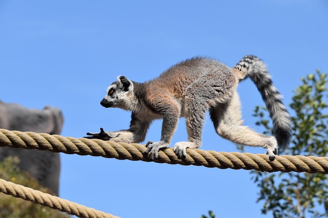 Appearance-Based Lemur Name Ideas