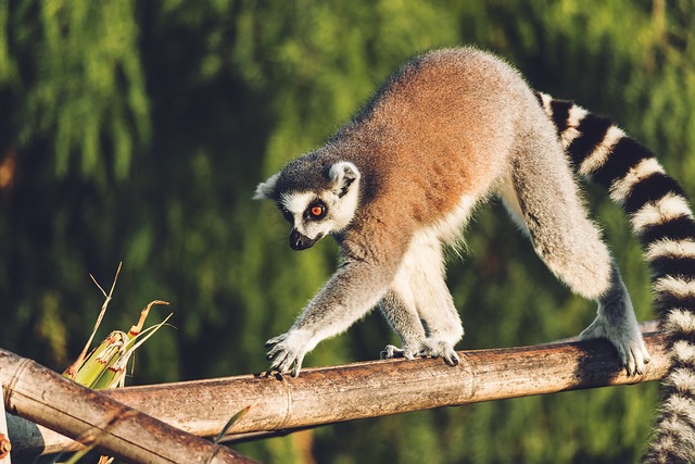 Top Lemur Names with Meaning