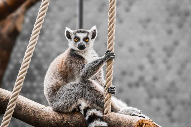 Pop Culture Lemur Name Ideas