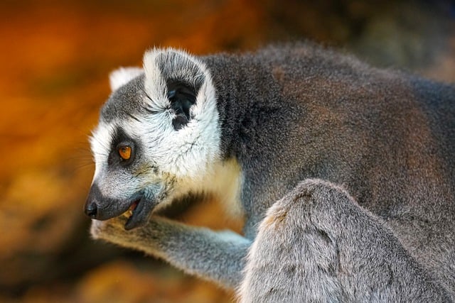 Mythical Lemur Name Ideas