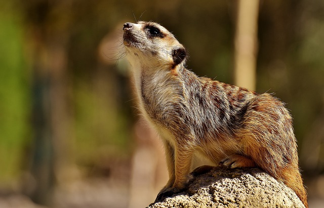 Popular Meerkat Names Inspired by Animals