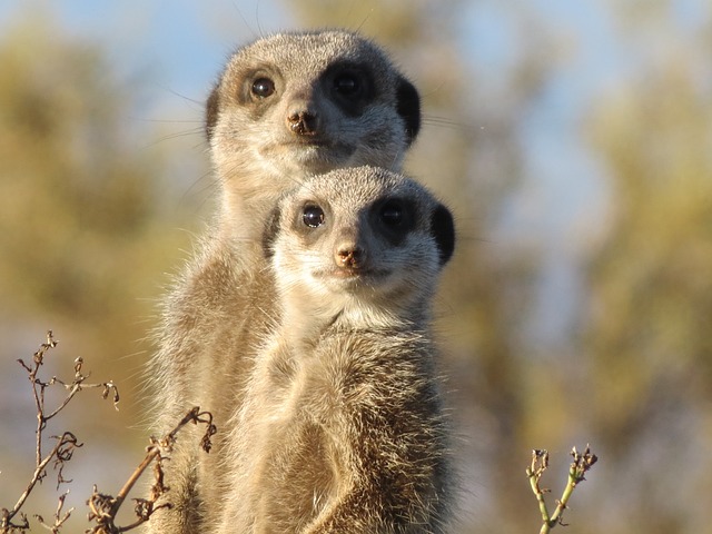 Meerkat Baby Names