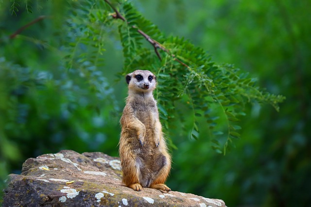 Meerkat Names Based on Nature