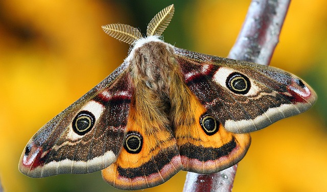 Cute Moth Names