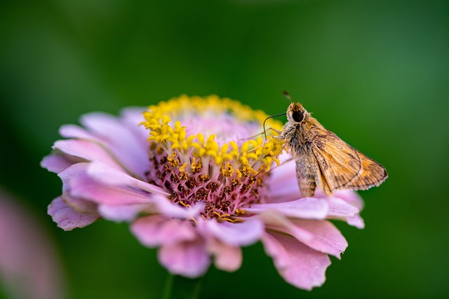 Unique Moth Names