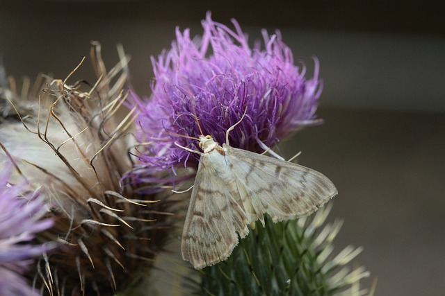 Female Pet Moth Names