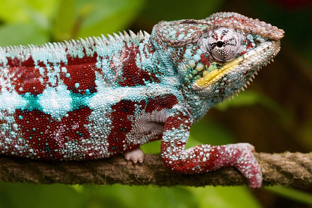 Choosing the Perfect Name for Your Chameleon