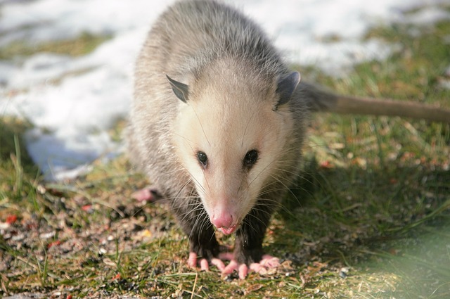 Female Opossum Names