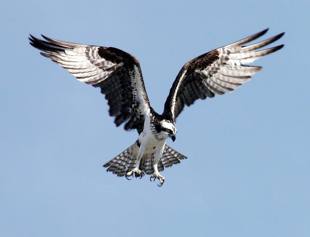 Sea Eagle Names