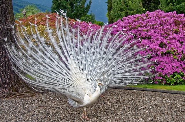 Famous Peacock Names