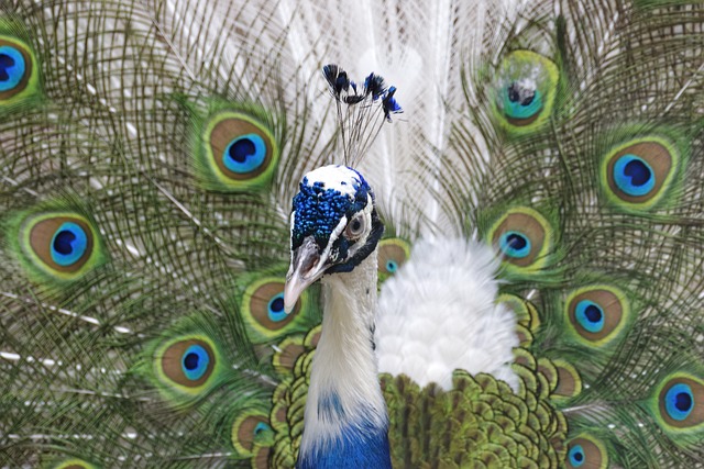 Blue Peacock Names