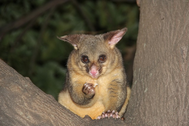 Cool and Trendy Opossum Names