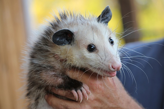 Unique and Rare Opossum Names