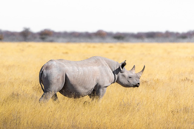 List of Cute Rhino Names: