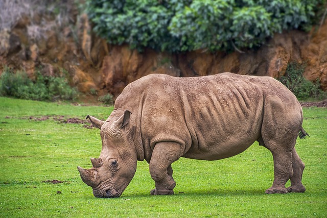 Male Rhino Names: Strong, Powerful Options for Males