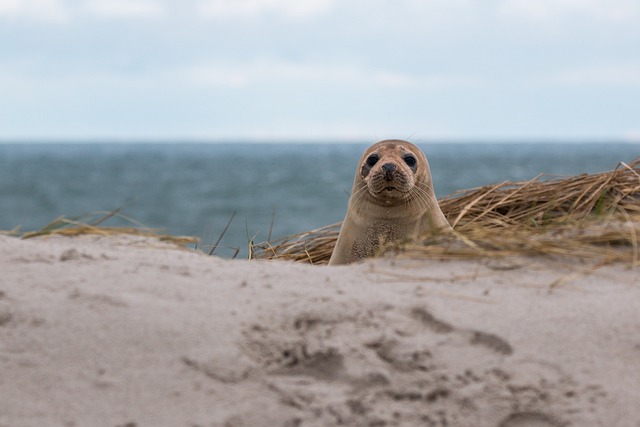 Unique Seal Names