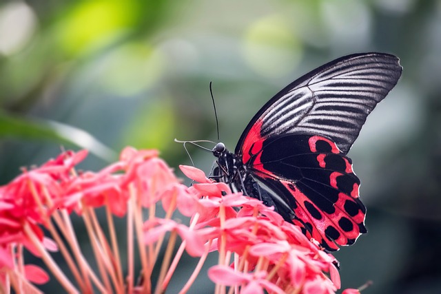 Creative Butterfly Name Ideas