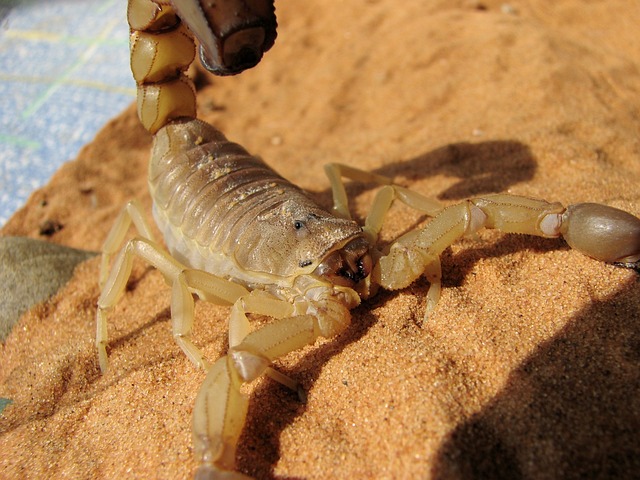 Names for Emperor Scorpions