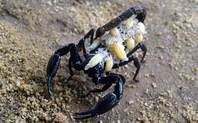 Funny and Playful Scorpion Names