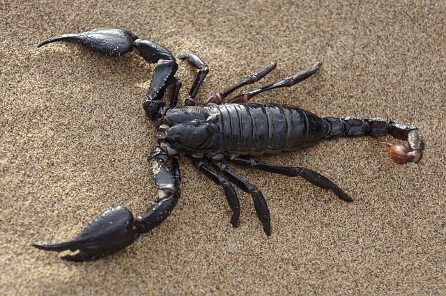 Best Scorpion Names with Meanings