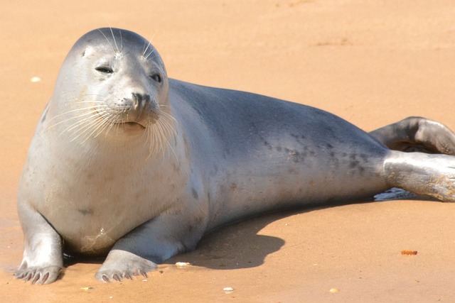 Funny Names for Seals