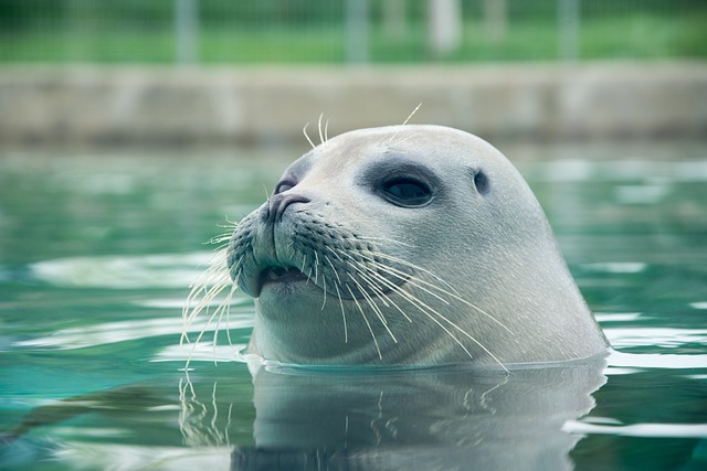 Cute Names for Seals