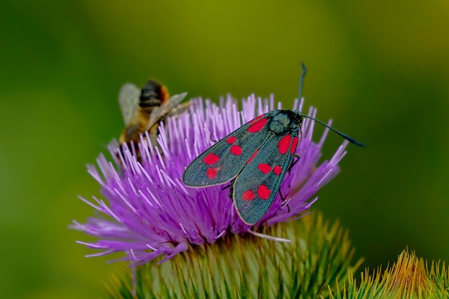 Badass Names for Moths