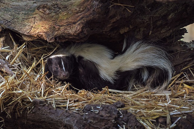 Cool and Edgy Names for Skunks