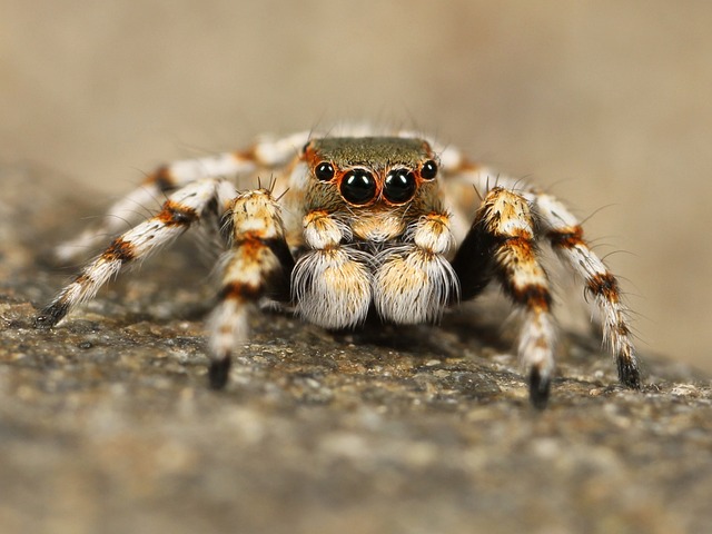 Gender-Based Spider Names