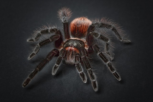 Nature-Inspired Spider Names